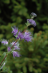 Blue Mist Caryopteris (Caryopteris x clandonensis 'Blue Mist') at The Green Spot Home & Garden