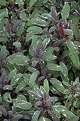 Tricolor Sage (Salvia officinalis 'Tricolor') at The Green Spot Home & Garden