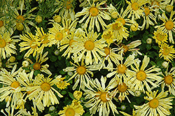 Yellow Quill Chrysanthemum (Chrysanthemum 'Yellow Quill') at The Green Spot Home & Garden