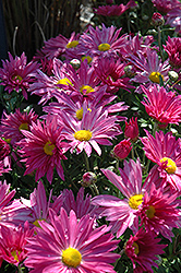Dark Pink Daisy Chrysanthemum (Chrysanthemum 'Dark Pink Daisy') at The Green Spot Home & Garden
