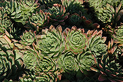 Carmen Hens And Chicks (Sempervivum 'Carmen') at The Green Spot Home & Garden