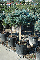Globe Blue Spruce (tree form) (Picea pungens 'Globosa (tree form)') at The Green Spot Home & Garden