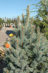 Iseli Fastigiate Spruce (Picea pungens 'Iseli Fastigiata') at The Green Spot Home & Garden