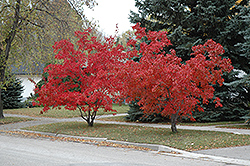 Flame Amur Maple (Acer ginnala 'Flame') at The Green Spot Home & Garden