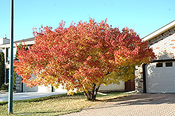 Amur Maple (multi-stem) (Acer ginnala '(multi-stem)') at The Green Spot Home & Garden