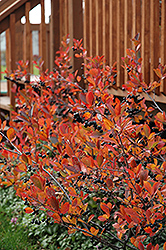 Autumn Magic Black Chokeberry (Aronia melanocarpa 'Autumn Magic') at The Green Spot Home & Garden