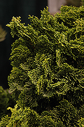 Dwarf Hinoki Falsecypress (Chamaecyparis obtusa 'Nana Gracilis') at The Green Spot Home & Garden