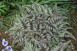 Burgundy Lace Painted Fern (Athyrium nipponicum 'Burgundy Lace') at The Green Spot Home & Garden