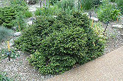 Pumila Norway Spruce (Picea abies 'Pumila') at The Green Spot Home & Garden