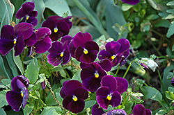 Matrix Purple Pansy (Viola 'PAS770616') at The Green Spot Home & Garden