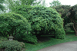 Japanese Maple (Acer palmatum) at The Green Spot Home & Garden