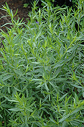 French Tarragon (Artemisia dracunculus 'Sativa') at The Green Spot Home & Garden