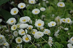 Rominette White English Daisy (Bellis perennis 'Rominette White') at The Green Spot Home & Garden