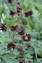 Black Barlow Columbine (Aquilegia vulgaris 'Black Barlow') at The Green Spot Home & Garden