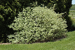 Silver and Gold Dogwood (Cornus sericea 'Silver and Gold') at The Green Spot Home & Garden