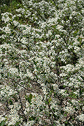 Iroquois Beauty Black Chokeberry (Aronia melanocarpa 'Morton') at The Green Spot Home & Garden