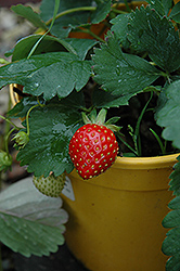 Kent Strawberry (Fragaria 'Kent') at The Green Spot Home & Garden