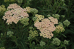 Summer Pastels Yarrow (Achillea millefolium 'Summer Pastels') at The Green Spot Home & Garden
