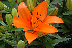 Lily Looks Tiny Dino Lily (Lilium 'Tiny Dino') at The Green Spot Home & Garden