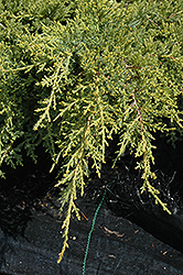 Gold Star Juniper (Juniperus chinensis 'Bakaurea') at The Green Spot Home & Garden
