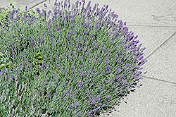Munstead Lavender (Lavandula angustifolia 'Munstead') at The Green Spot Home & Garden