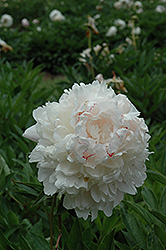Chestine Gowdy Peony (Paeonia 'Chestine Gowdy') at The Green Spot Home & Garden