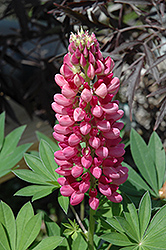 Gallery Red Lupine (Lupinus 'Gallery Red') at The Green Spot Home & Garden