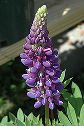 Gallery Blue Lupine (Lupinus 'Gallery Blue') at The Green Spot Home & Garden
