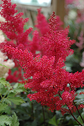 Montgomery Japanese Astilbe (Astilbe japonica 'Montgomery') at The Green Spot Home & Garden