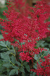 Red Sentinel Astilbe (Astilbe x arendsii 'Red Sentinel') at The Green Spot Home & Garden