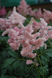 Sister Theresa Astilbe (Astilbe x arendsii 'Sister Theresa') at The Green Spot Home & Garden