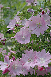 Appleblossom Mallow (Malva moschata 'Appleblossom') at The Green Spot Home & Garden