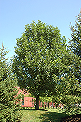 Prairie Spire Green Ash (Fraxinus pennsylvanica 'Rugby') at The Green Spot Home & Garden
