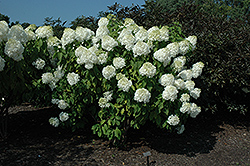 Phantom Hydrangea (Hydrangea paniculata 'Phantom') at The Green Spot Home & Garden