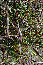 Blood Brothers Red Switch Grass (Panicum virgatum 'Blood Brothers') at The Green Spot Home & Garden