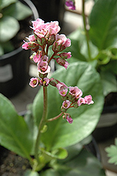 Red Beauty Bergenia (Bergenia cordifolia 'Red Beauty') at The Green Spot Home & Garden