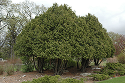 Wareana Arborvitae (Thuja occidentalis 'Wareana') at The Green Spot Home & Garden