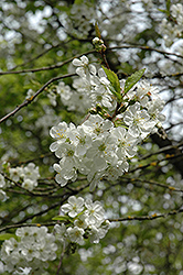 Northstar Cherry (Prunus 'Northstar') at The Green Spot Home & Garden
