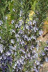 Rosemary (Rosmarinus officinalis) at The Green Spot Home & Garden