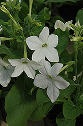 Saratoga White Flowering Tobacco (Nicotiana 'Saratoga White') at The Green Spot Home & Garden