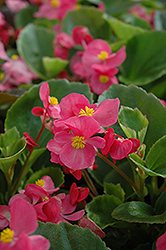 Prelude Rose Begonia (Begonia 'Prelude Rose') at The Green Spot Home & Garden