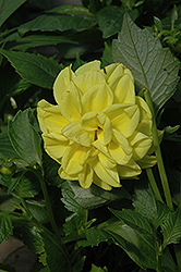 Figaro Yellow Dahlia (Dahlia 'Figaro Yellow') at The Green Spot Home & Garden
