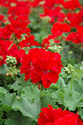 Designer Dark Red Geranium (Pelargonium 'Designer Dark Red') at The Green Spot Home & Garden