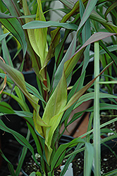 Purple Majesty Millet (Pennisetum glaucum 'Purple Majesty') at The Green Spot Home & Garden