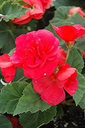 Nonstop Rose Pink Begonia (Begonia 'Nonstop Rose Pink') at The Green Spot Home & Garden