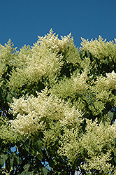 Japanese Tree Lilac (Syringa reticulata) at The Green Spot Home & Garden