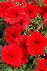 Madness Red Petunia (Petunia 'Madness Red') at The Green Spot Home & Garden