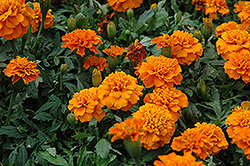 Janie Deep Orange Marigold (Tagetes patula 'Janie Deep Orange') at The Green Spot Home & Garden