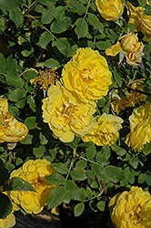 Persian Yellow Rose (Rosa 'Persian Yellow') at The Green Spot Home & Garden