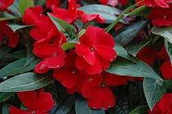 Celebration Deep Red New Guinea Impatiens (Impatiens hawkeri 'BFP-523 Deep Red') at The Green Spot Home & Garden